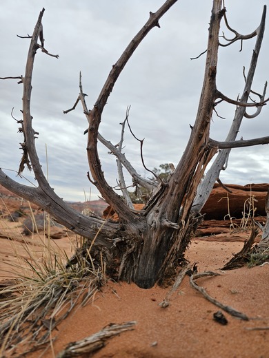 The Wave-Coyote Buttes