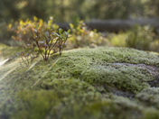 Lake Nanita, Lake Nanita Trail, Rocky Mountain National Park