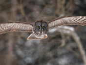 An irruption of Great Grey Owls brings them down from the boreal forest!