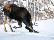 Sir Moose takes a bow! 