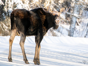 A cheery smile from Sir Moose for 2025!