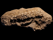 Manitoulin Fossil (#8)