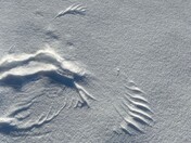 Magpie Snowangel
