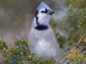 Blue Jay 