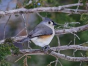 Tufted titmouse 