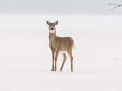 Lost in Fields of White