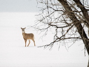 Lost in Fields of White