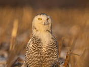 Snowy owl