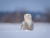 Snowy owl