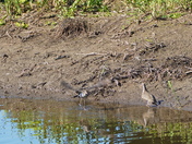 Courtship rite of the sandpiper - dead end