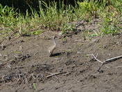 Courtship rite of the sandpiper - closing up