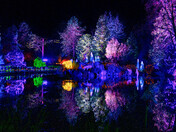 Lit Up For The Season - Christmas