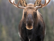 Moose