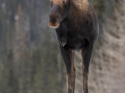 Moose