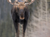Moose