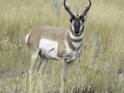 Pronghorn Stare