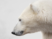 Profile of a Polar Bear