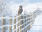 Great Grey Frosty Day