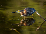Green Heron waiting 