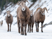 Big Horned Sheep