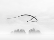 The Bald Eagle's Flying pattern