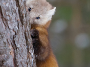 Pine Martin
