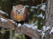 Pine Martin