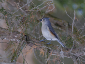 Tufted titmouse 