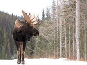 Moose