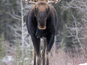 Moose