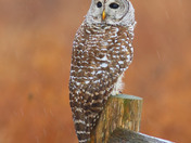 Barred Owl