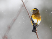 A splash of colour in the winter