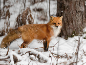Foxy encounter