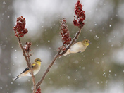 Goldfinches in the snow