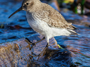 Dunlin