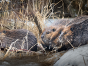 Beaver Family