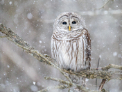 Barred Owl 