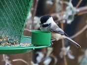 Black-capped Chickadee