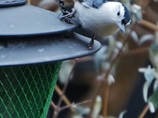 White-breasted Nuthatch