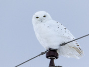 Snowy Owl