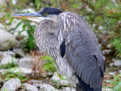 great blue heron
