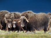 Diana Island/ Nunavut