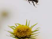 Bee the Change