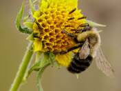 Bee the Change