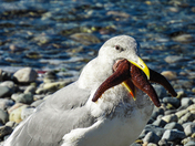 Seagull Feast