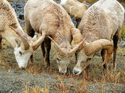 Bighorn sheep