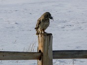 Short eared owl