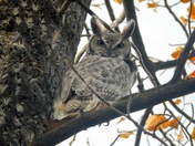 Great horned owl 
