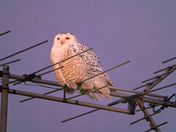 snowy owl at dust