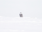 Stealth mode… deactivated.